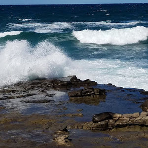 Meet your Posher, Ally